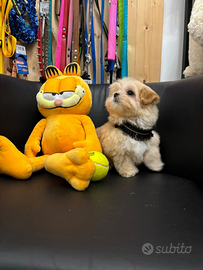 Maltipoo mini toy