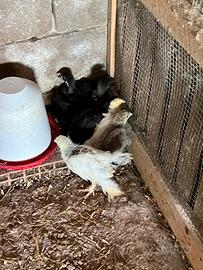 Australorp e Brahma