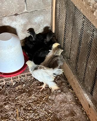 Australorp e Brahma