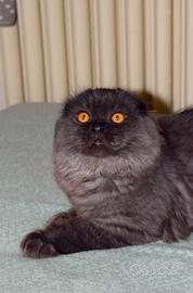 Scottish HIGHLAND Fold