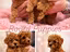 Immagine 11