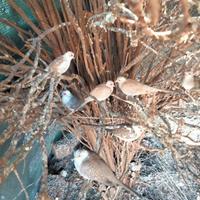 Tortore diamantine pezzate,ancestrali ed esotici