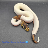 Pitone reale Pied Black Pastel het Candy