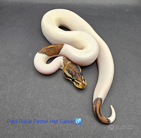 Pitone reale Pied Black Pastel het Candy