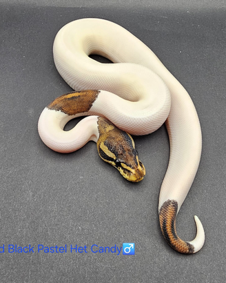 Pitone reale Pied Black Pastel het Candy