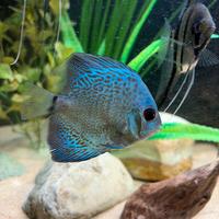 N 4 Discus di 6/8 cm