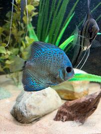 N 4 Discus di 6/8 cm