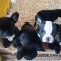 Bulldog Francese cuccioli