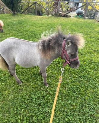 Mini horse maschio 65 cm grullo