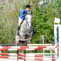 Cavalla di 4 anni da salto