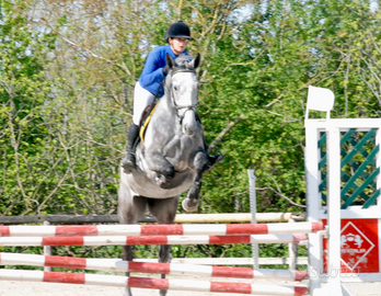 Cavalla di 4 anni da salto