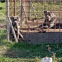Cane Corso grigio per monta