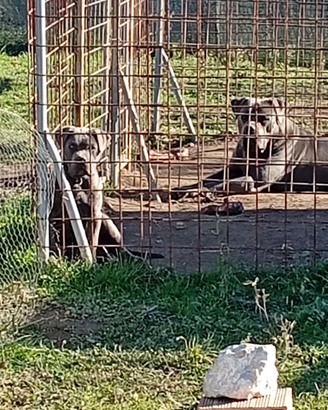 Cane Corso grigio per monta