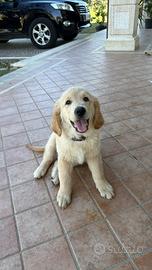 Cucciolo golden retriver