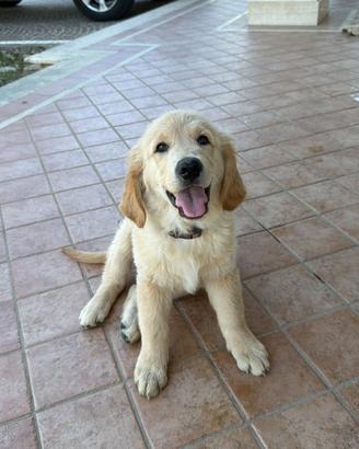 Cucciolo golden retriver