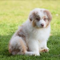 Australian Shepherd