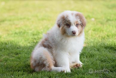 Australian Shepherd