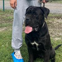 Femmina cane corso
