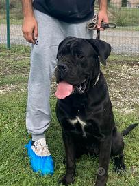 Femmina cane corso