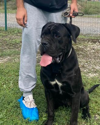 Femmina cane corso
