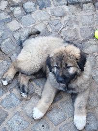 Pastore del Caucaso - 2 Femmine disponibili