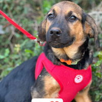 Cagnolina in adozione