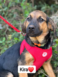 Cagnolina in adozione