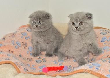 Scottish fold e straight con pedigree