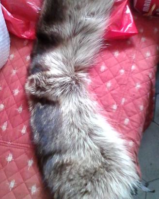 Collo VERA MARMOTTA+altri colli +Accessori invern