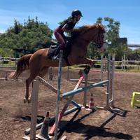 Cavallo da salto ostacoli