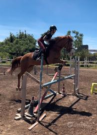Cavallo da salto ostacoli