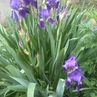 piantine di Iris Germanica 