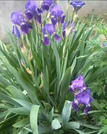 piantine di Iris Germanica 
