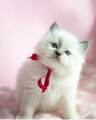 Adorabili cuccioli Ragdoll