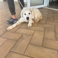 Cucciolo 5 mesi maremmano