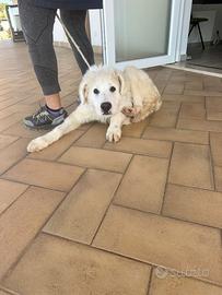 Cucciolo 5 mesi maremmano