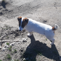 Jack russell
