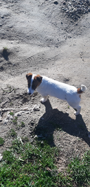 Jack russell