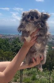 Chihuahua disponibile per monta