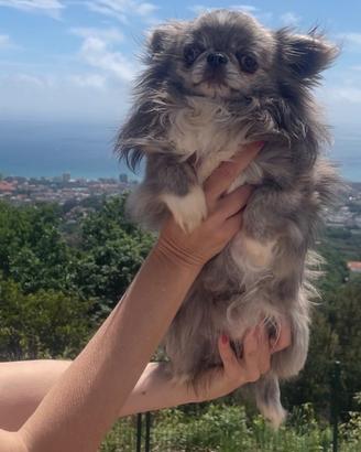 Chihuahua disponibili per monte
