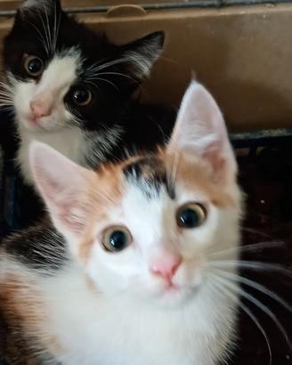 Gattini pronti per una famiglia
