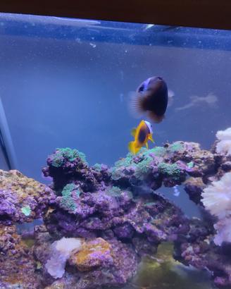 acquario marino juwel rio 120