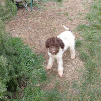 Lagotto cucciolo maschio