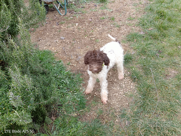 Lagotto cucciolo maschio