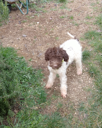 Lagotto cucciolo maschio