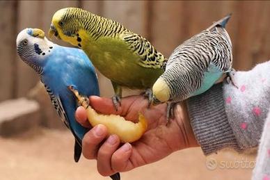 Cocoriti tutti i colori