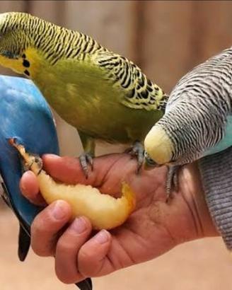 Cocoriti tutti i colori