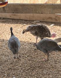 Galline Faraoni