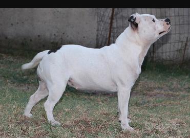 Staffordshire bull terrier