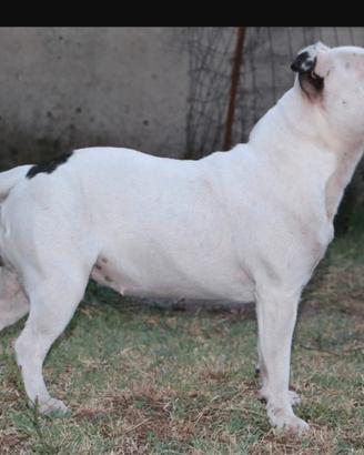 Staffordshire bull terrier